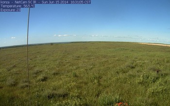 Grass in the summer at the Konza Prairie Long-Term Ecological Research site